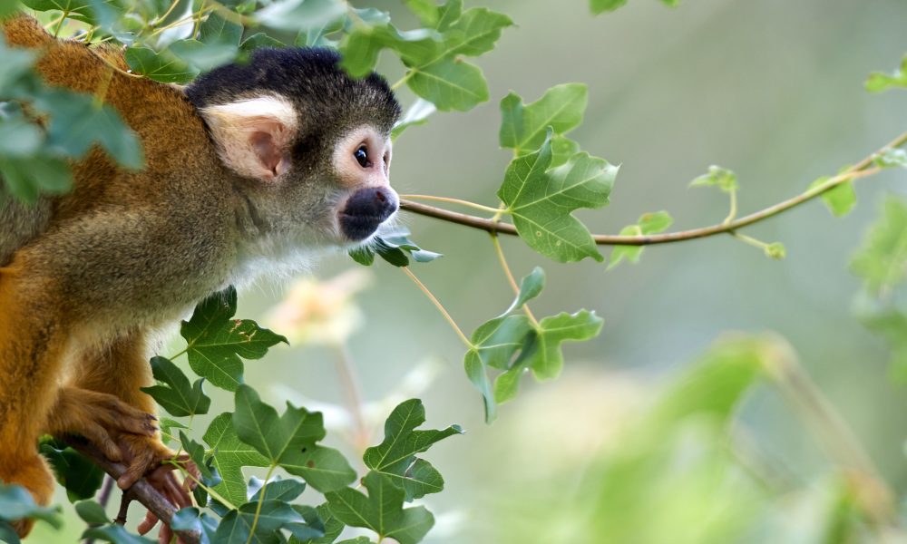 Squirrel Monkey, Land Animal, Animal Totem, Animal Messages, spirit-animals.com, Monkey Symbolism, Monkey Meaning, Monkey Totem, Monkey Dream, Messages