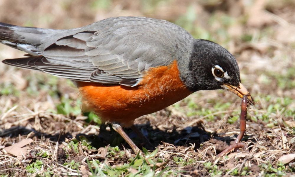 Robin, Robin Meaning, Robin Totem, Robin Symbolism, Robin Dreams, Animal Messages, Animal Totems, Birds, spirit-animal.com