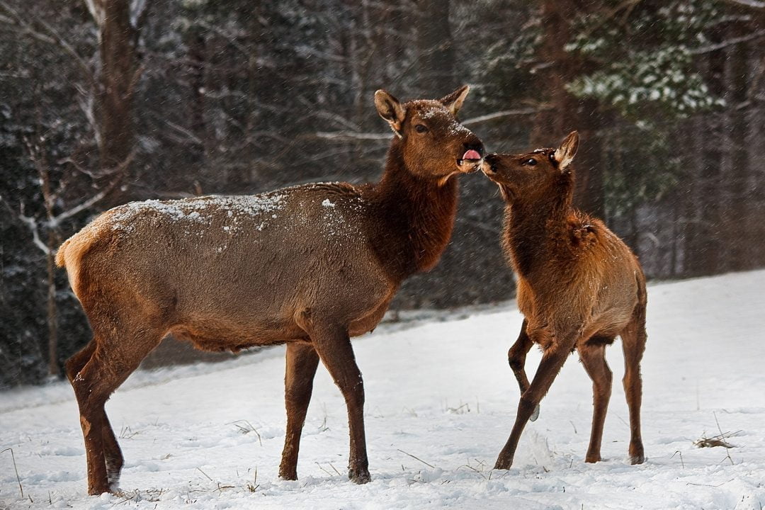 Unbelievable Elk And Human Share A Moment You Won T Believe - mzg87a0