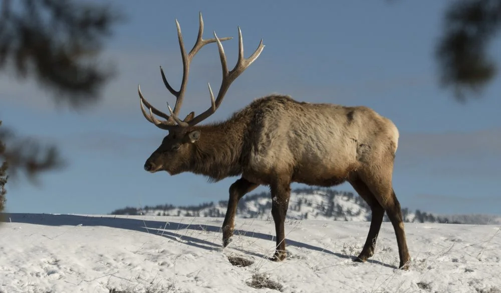 Elk Symbolism, Elk Meaning, Elk Totem, Elk Dream, and Messages