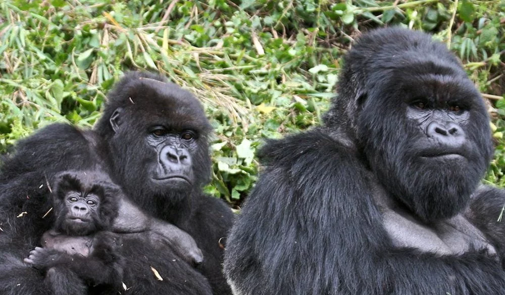 Gorilla Symbolism, Gorilla Meaning, Gorilla Totem, Gorilla Dream, and Messages