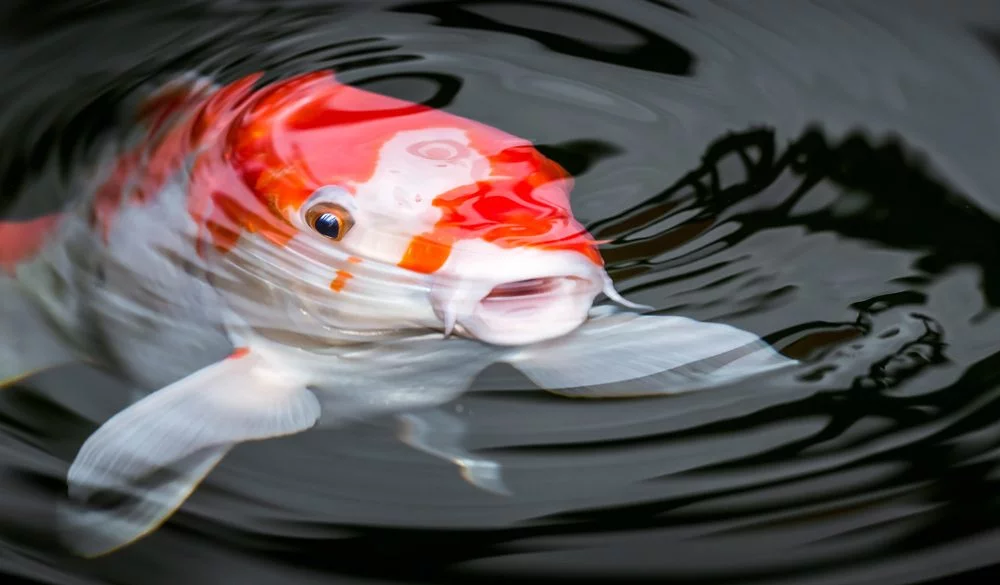 Koi Symbolism, Koi Meaning, Koi Totem, Koi Dream, and Messages