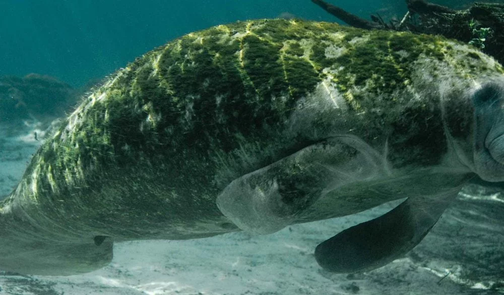 Manatee Symbolism, Manatee Meaning, Manatee Totem, Manatee Dream, and Messages