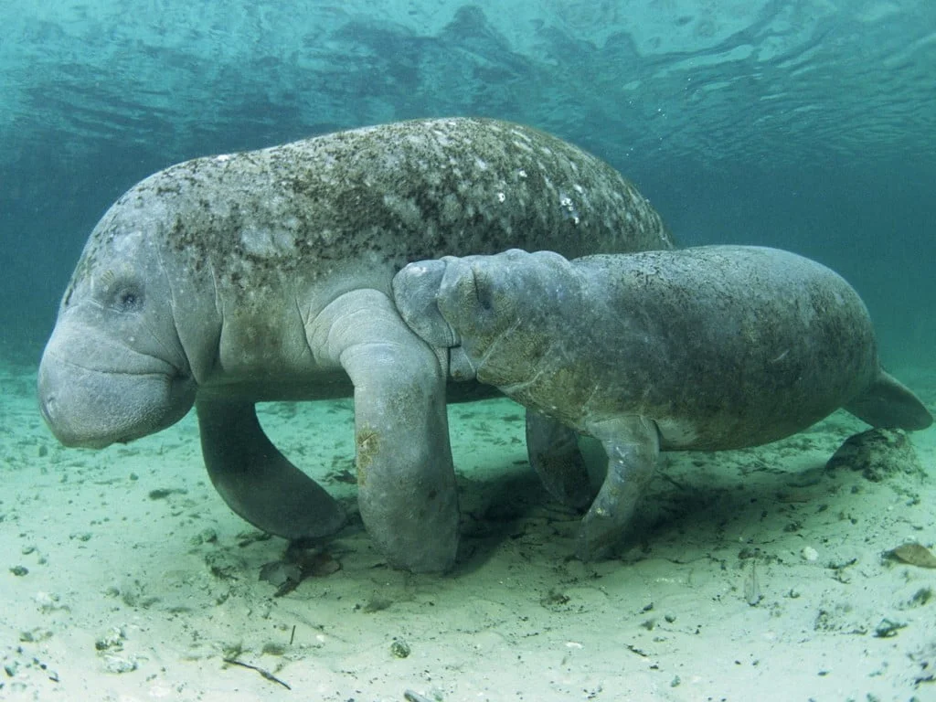 Manatee Totem, Manatee Dream, and Messages