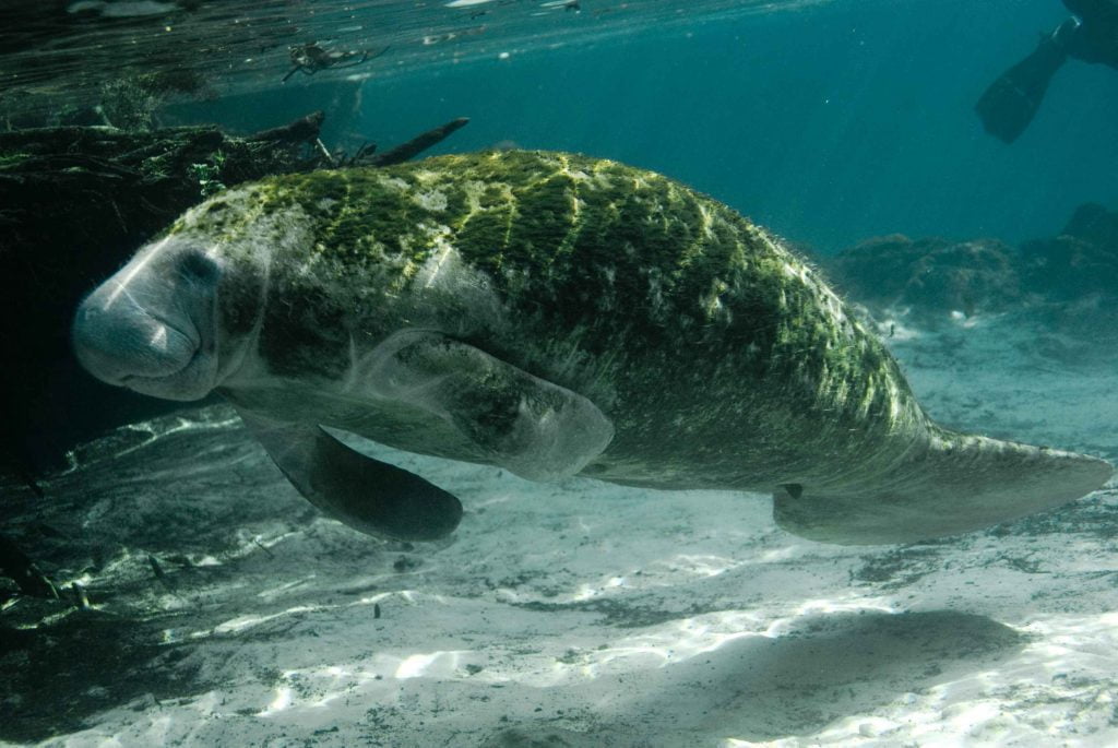 Manatee Symbolism - Spirit Animal Totems
