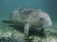 Manatee Symbolism - Spirit Animal Totems