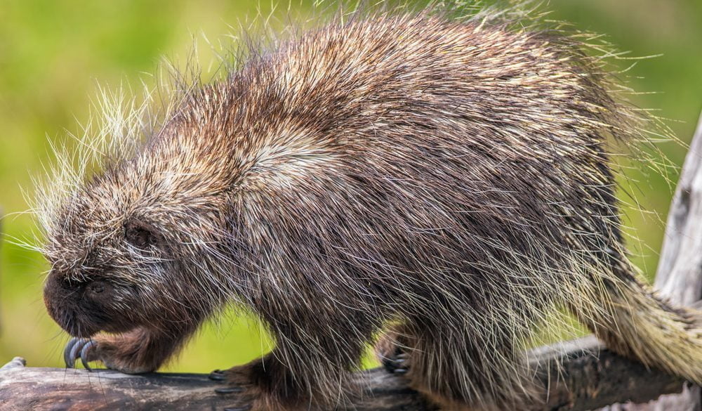 Porcupine Symbolism, Porcupine Meaning, Porcupine Totem, Porcupine Dream, and Messages