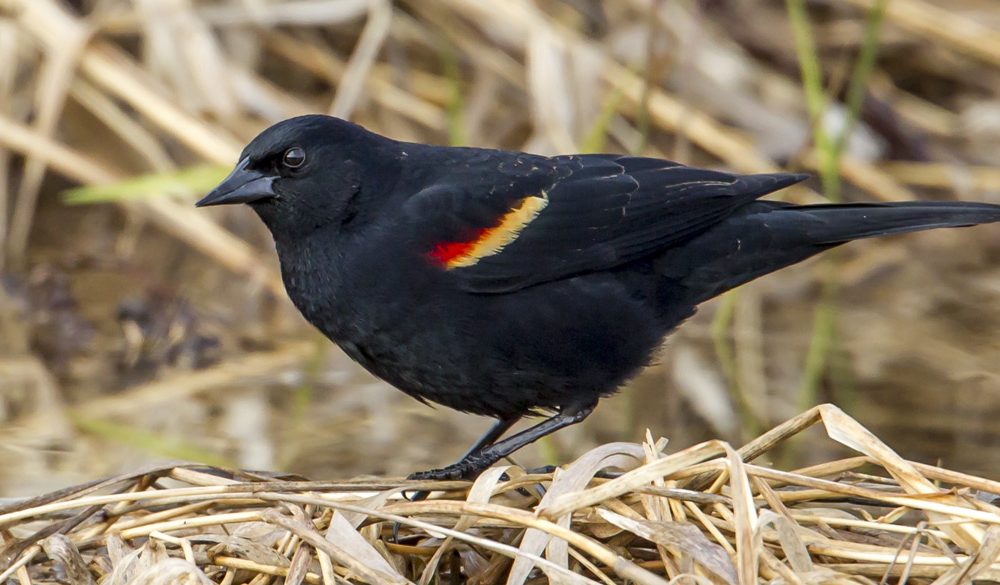 Redwing Blackbird Symbolism, Meaning, Totems, Dreams, and Messages