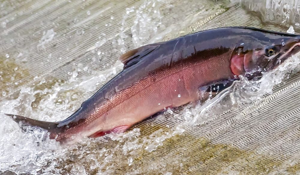 Salmon Symbolism, Salmon Meaning, Salmon Totem, Salmon Dream