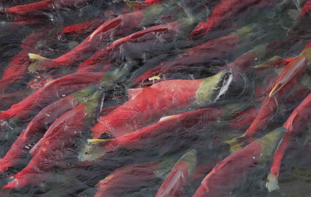 Salmon, Animal Messenger, Animal Totem, spirit-animals.com