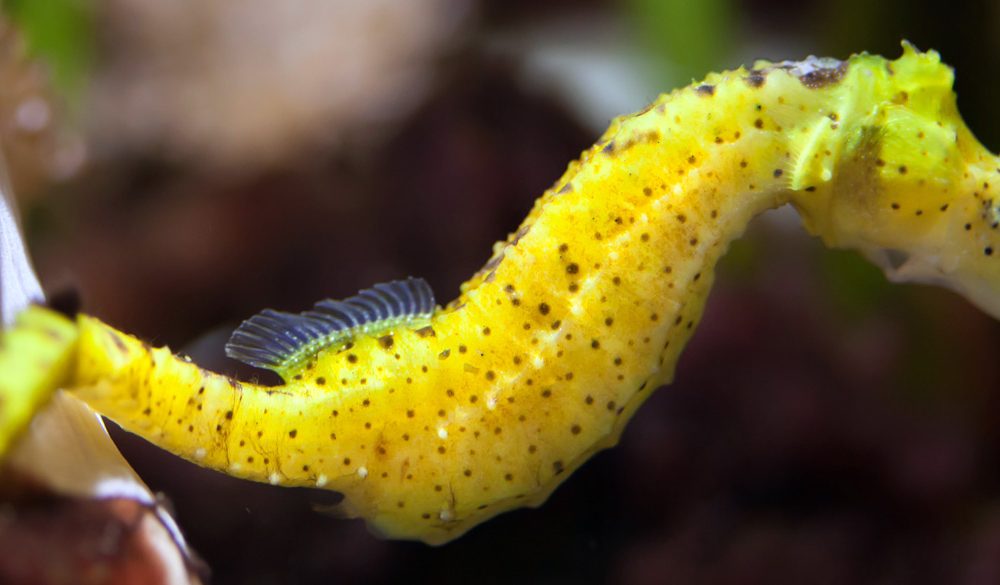 Seahorse Symbolism, Seahorse Meaning, Seahorse Totem, Seahorse Dream, and Messages