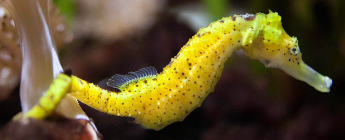 Seahorse Symbolism, Seahorse Totem, Seahorse Dream, and Messages