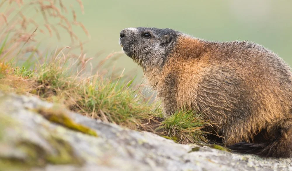 Groundhog Symbolism, Groundhog Meaning, Groundhog Totem, Groundhog Dream, and Messages