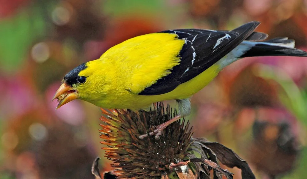 Goldfinch, Animal Messages, Totems, spirit-animals.com, Goldfinch Symbolism, Goldfinch Meaning, Goldfinch Totem, Goldfinch Dream, Messages