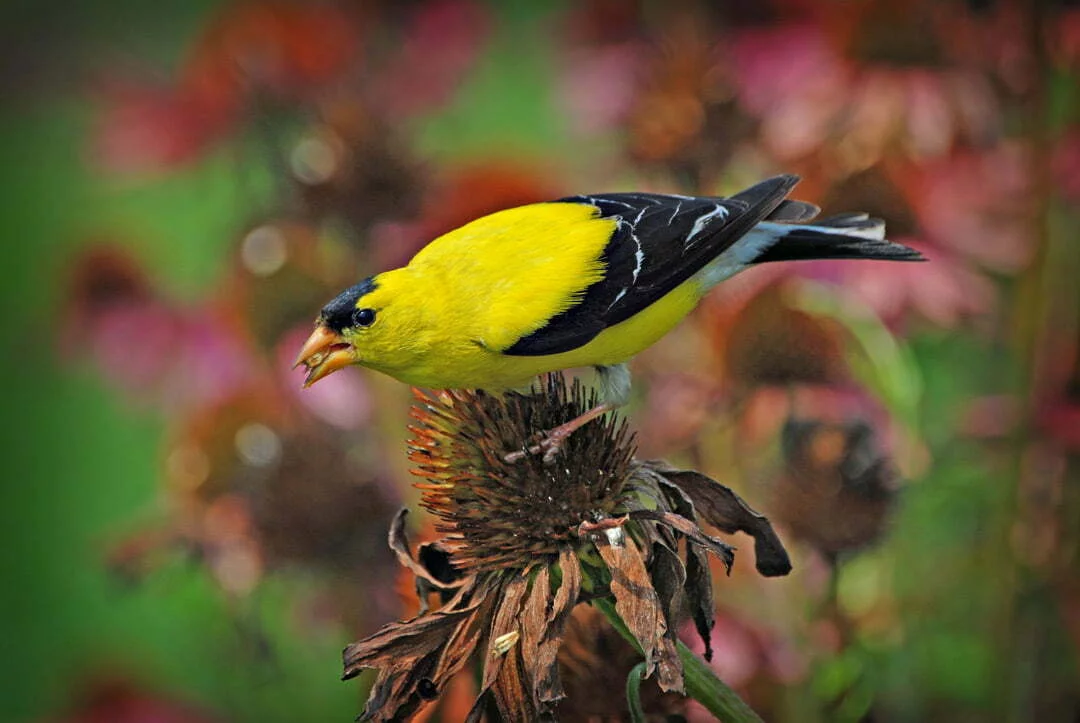 Goldfinch, Animal Messages, Totems, spirit-animals.com, Goldfinch Symbolism, Goldfinch Meaning, Goldfinch Totem, Goldfinch Dream, Messages