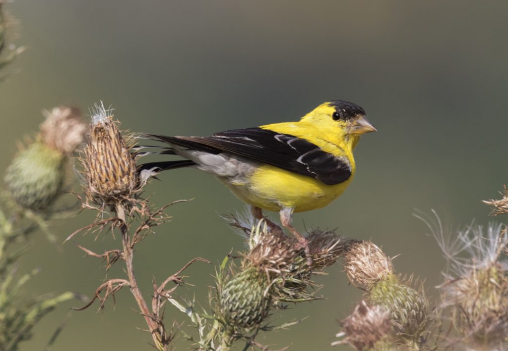 Goldfinch Symbolism - Spirit Animal Totems
