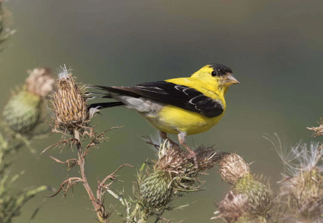 Goldfinch, Animal Messages, Totems, spirit-animals.com, Goldfinch Symbolism, Goldfinch Meaning, Goldfinch Totem, Goldfinch Dream, Messages