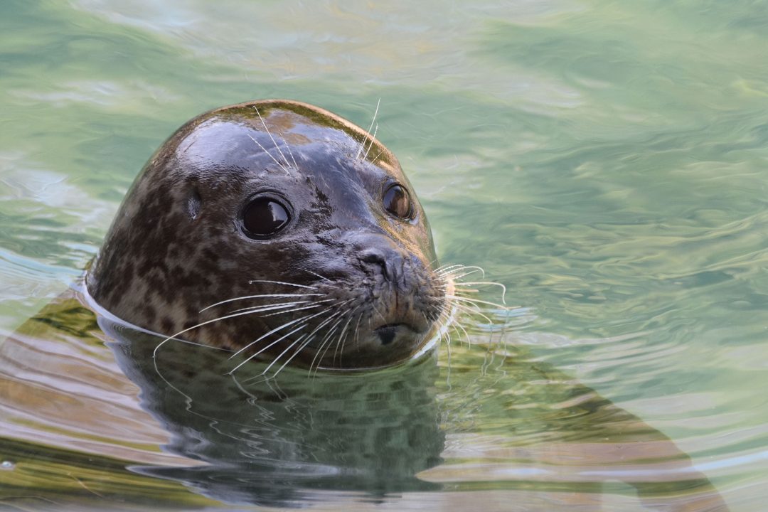Seal Symbolism, Dreams, and Messages Spirit Animal Totems