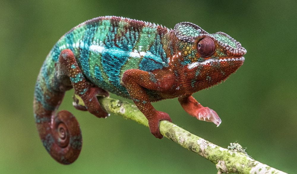 Chameleon Symbolism, Chameleon Meaning, Chameleon Totem, Chameleon Dream, Messages