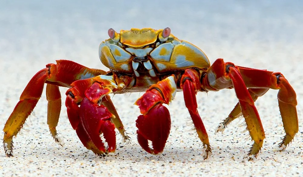 Crab Symbolism, Crab Meaning, Crab Totem, Crab Dream, and Messages