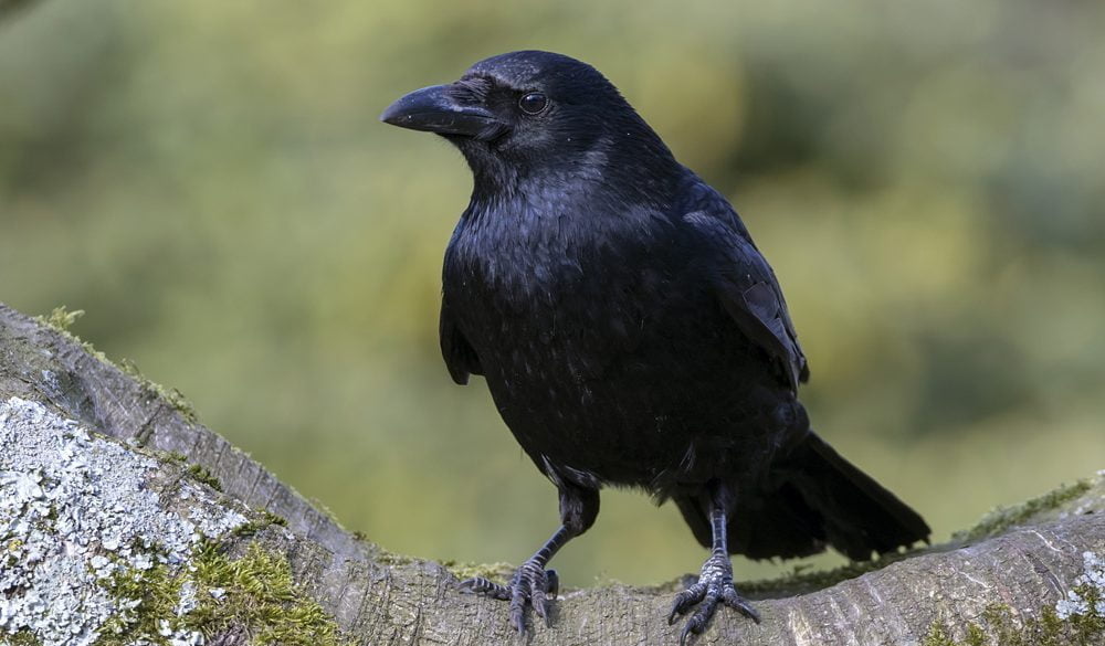 Crow Symbolism, Crow Meaning, Crow Totem, Crow Dream, and Messages