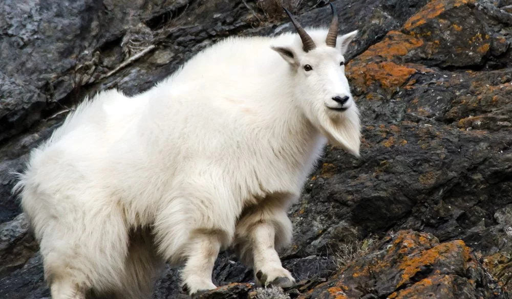 Mountain Goat, Land Animal, Animal Messages and Totems, Spirit-Animals.com