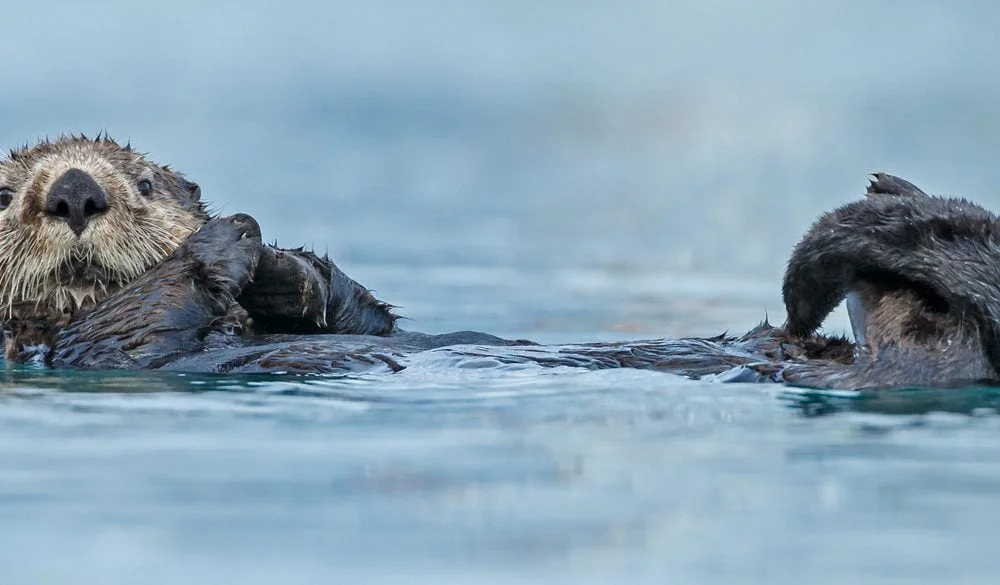 Sea Otter Symbolism, Otter Meaning, Otter Totem, Otter Dream, and Messages