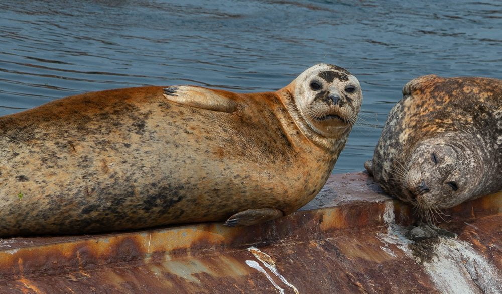Seal Symbolism, Seal Meaning, Seal Totem, Seal Dream, and Messages