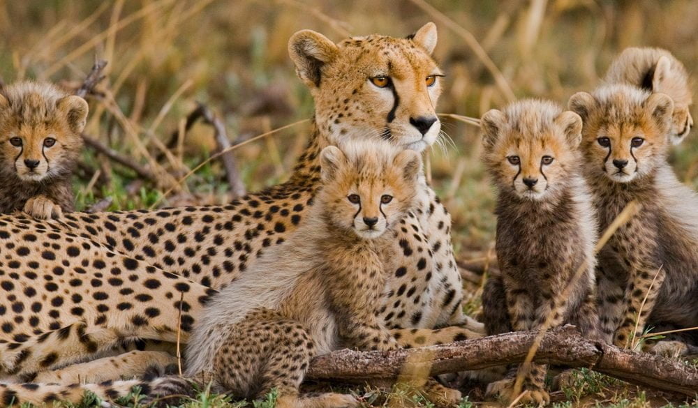 Cheetah Symbolism, Cheetah Meaning, Cheetah Totem, Cheetah Dream, Messages