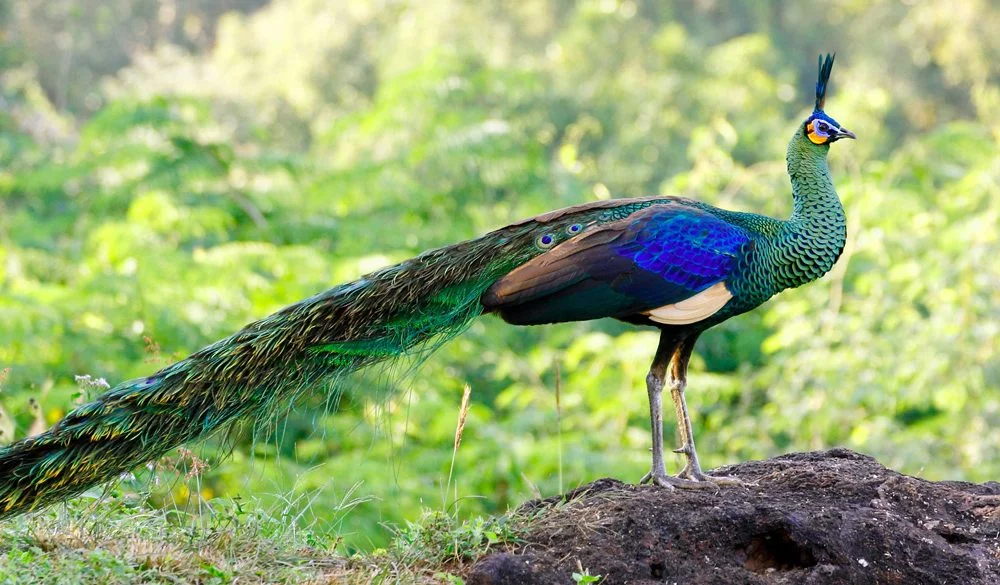 Peacock Symbolism, Peacock Meaning, Peacock Totem, Peacock Dream, and Messages
