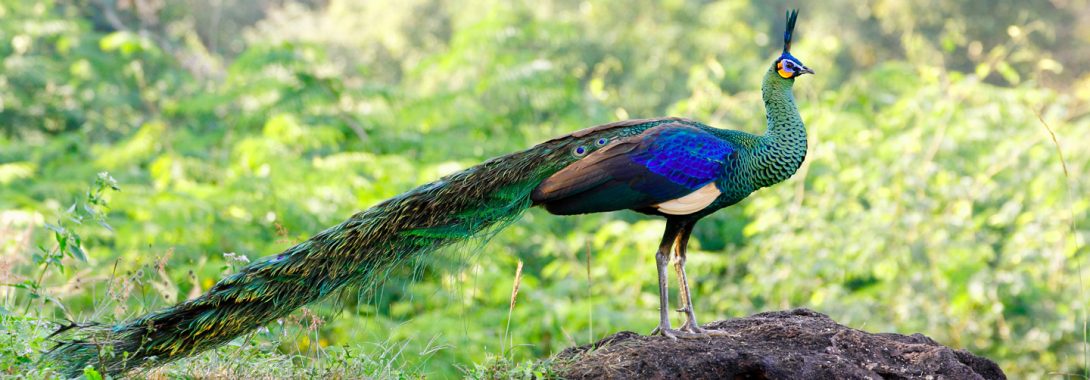 Peacock Symbolism Peacock Meaning Peacock Totem Peacock Dream