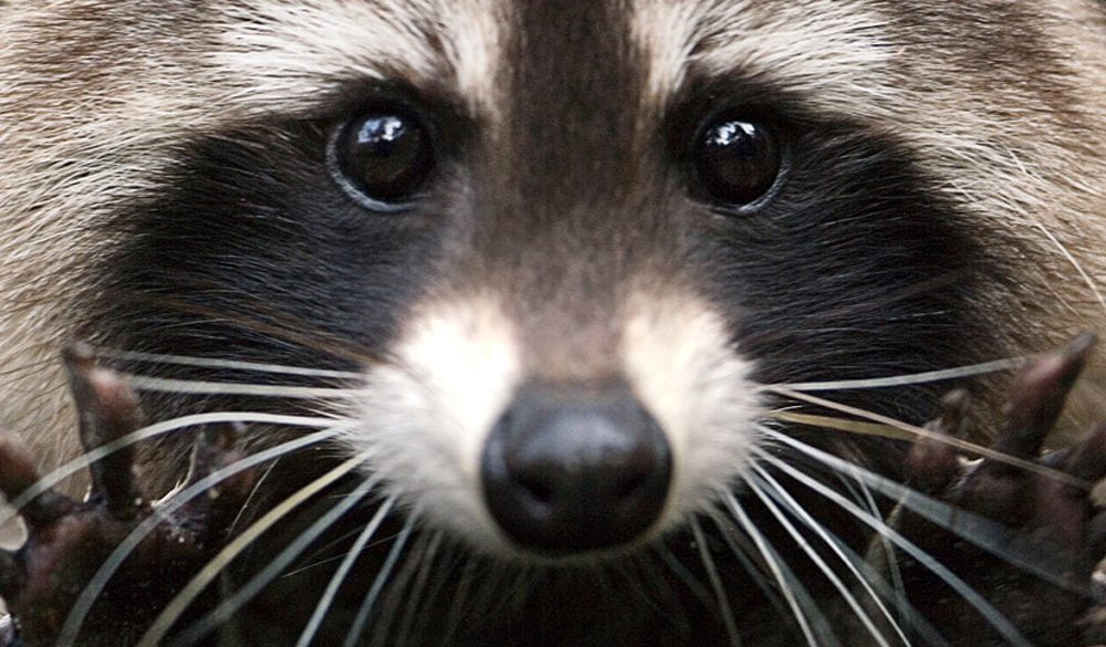 Raccoon Symbolism, Raccoon Meaning, Raccoon Totem, Raccoon Dream, and Messages