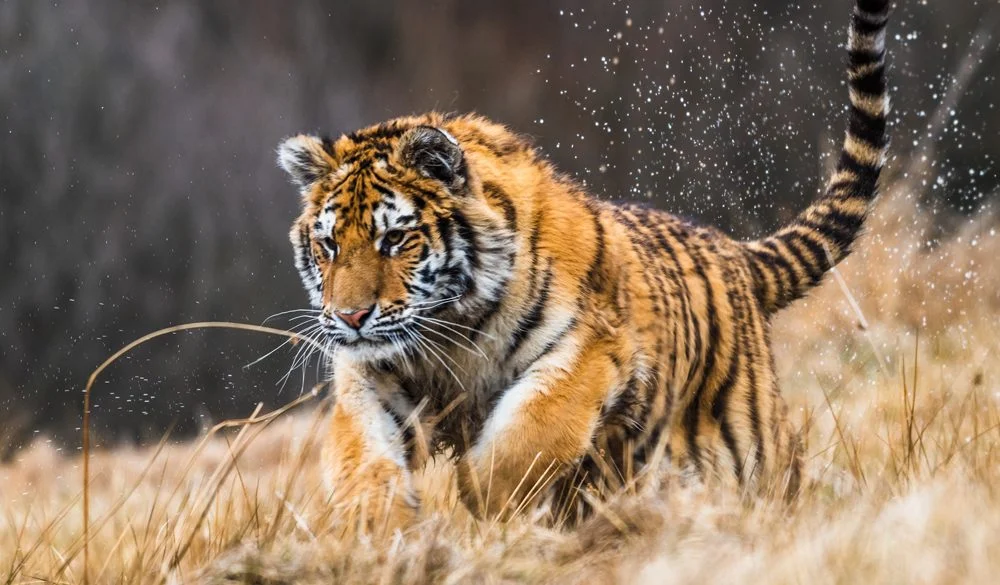 Tiger Symbolism, Dreams, and Messages