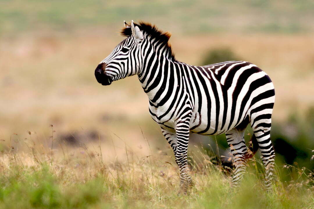 Zebra Symbolism Spirit Animal Totems