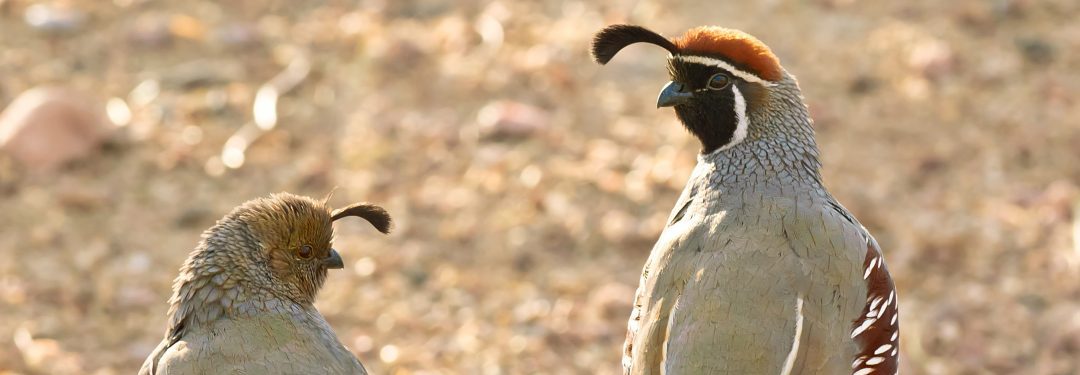 Quail Symbolism | Quail Meaning | Spirit Animal Totem Messages