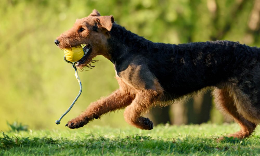 Airedale Symbolism, Airedale Meaning, Airedale Totem, Airedale Dream, and Messages
