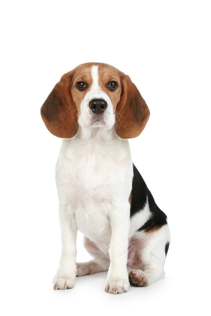 Beagle, Dogs, Dog Breeds, Animal Messages, Totems, spirit-animals.com, Beagle Meaning, Beagle Symbolism, Beagle Dream, Beagle Totem
