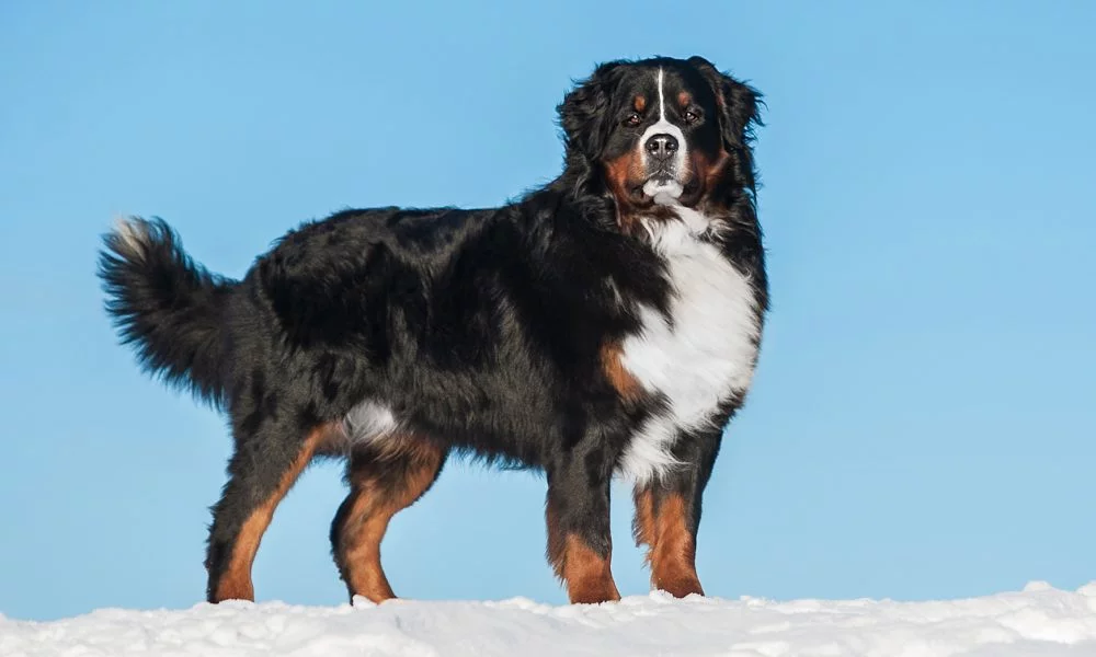 Bernese Mountain Dog, Dogs, Dog Breeds, Animal Messages, Totems, spirit-animals.com, Berner Symbolism, Berner Meaning, Berner Totem, Berner Dream