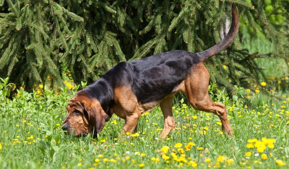 Bloodhound, Dogs, Dog Breeds, Animal Messages, Totems, spirit-animals.com, Bloodhound Symbolism, Bloodhound Meaning, Bloodhound Totem, Bloodhound Dream, Messages