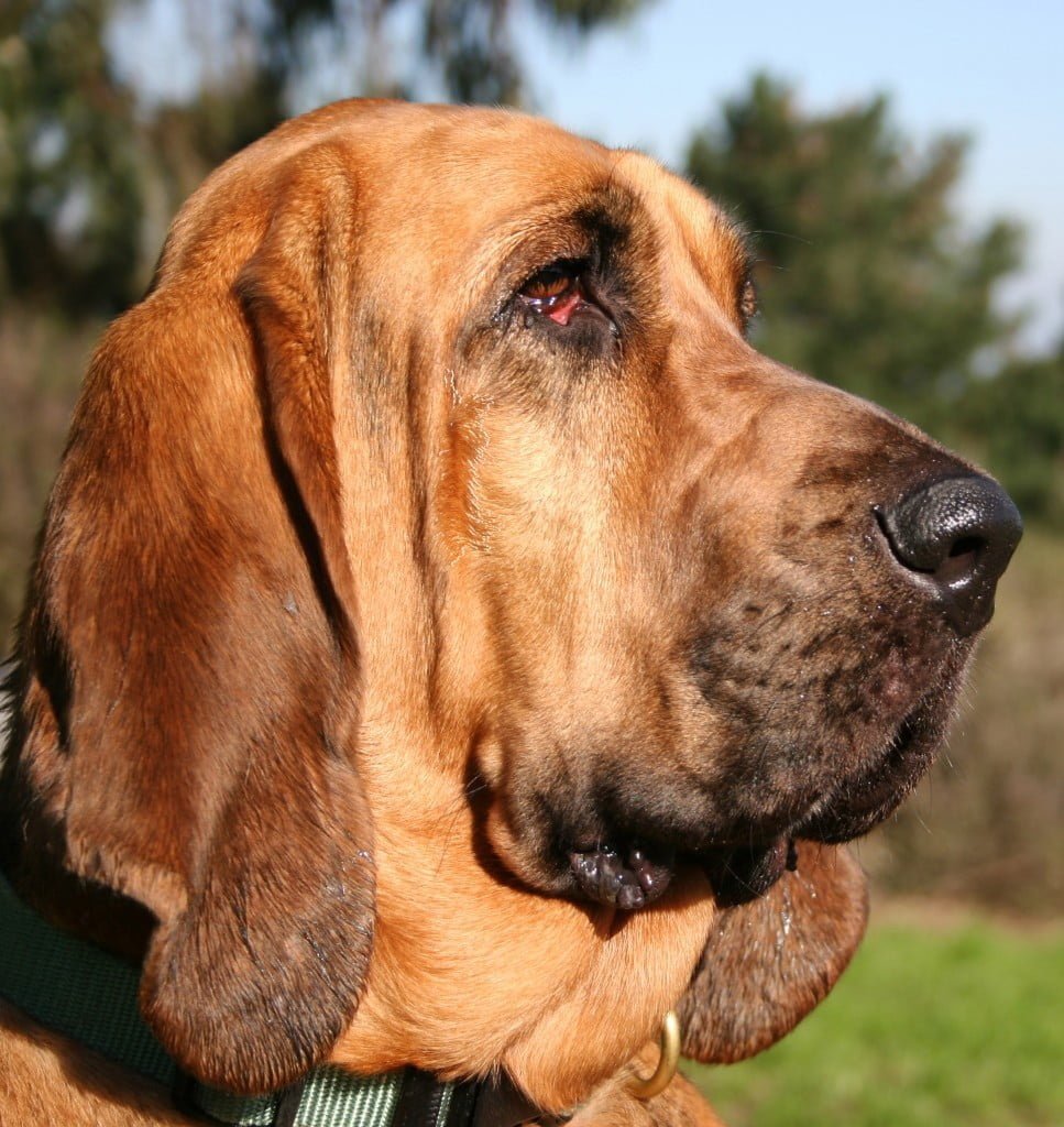 Bloodhound, Dogs, Dog Breeds, Animal Messages, Totems, spirit-animals.com, Bloodhound Symbolism, Bloodhound Meaning, Bloodhound Totem, Bloodhound Dream, Messages