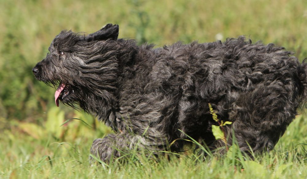Bouvier des Flandres, Dogs, Dog Breeds, Animal Messages, Totems, spirit-animals.com, Bouvier Symbolism, Bouvier Meaning, Bouvier Totem, Bouvier Dream, Messages