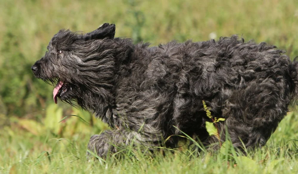 Bouvier des Flandres, Dogs, Dog Breeds, Animal Messages, Totems, spirit-animals.com, Bouvier Symbolism, Bouvier Meaning, Bouvier Totem, Bouvier Dream, Messages