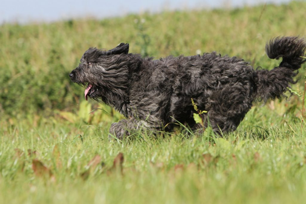 Bouvier des Flandres, Dogs, Dog Breeds, Animal Messages, Totems, spirit-animals.com, Bouvier Symbolism, Bouvier Meaning, Bouvier Totem, Bouvier Dream, Messages