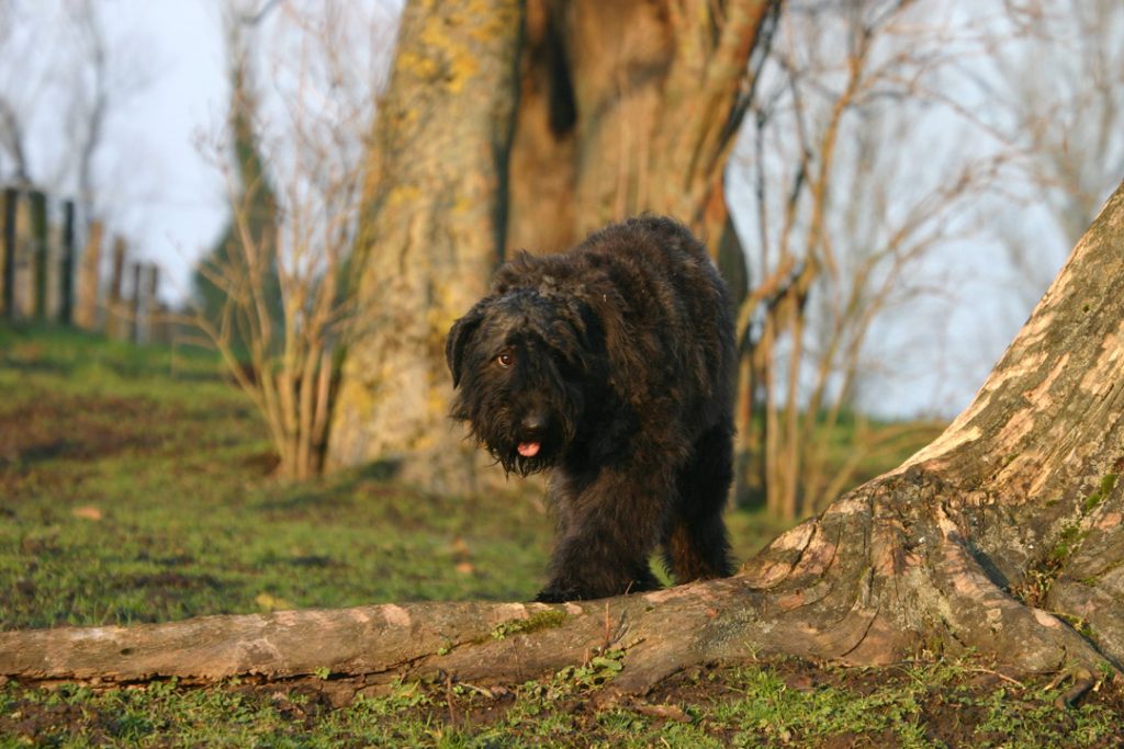 Bouvier des Flandres, Dogs, Dog Breeds, Animal Messages, Totems, spirit-animals.com, Bouvier Symbolism, Bouvier Meaning, Bouvier Totem, Bouvier Dream, Messages