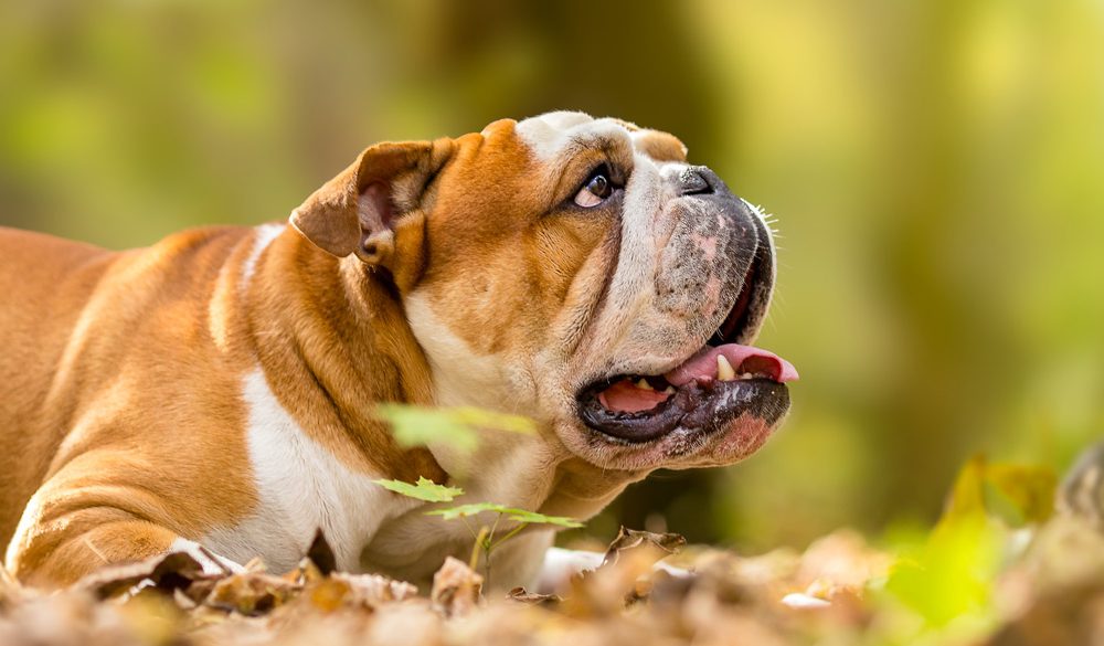 English Bulldog, Dogs, Dog Breeds, Animal Messages, Totems, spirit-animals.com, Bulldog Symbolism, Bulldog Meaning, Bulldog Totem, Bulldog Dream, Messages
