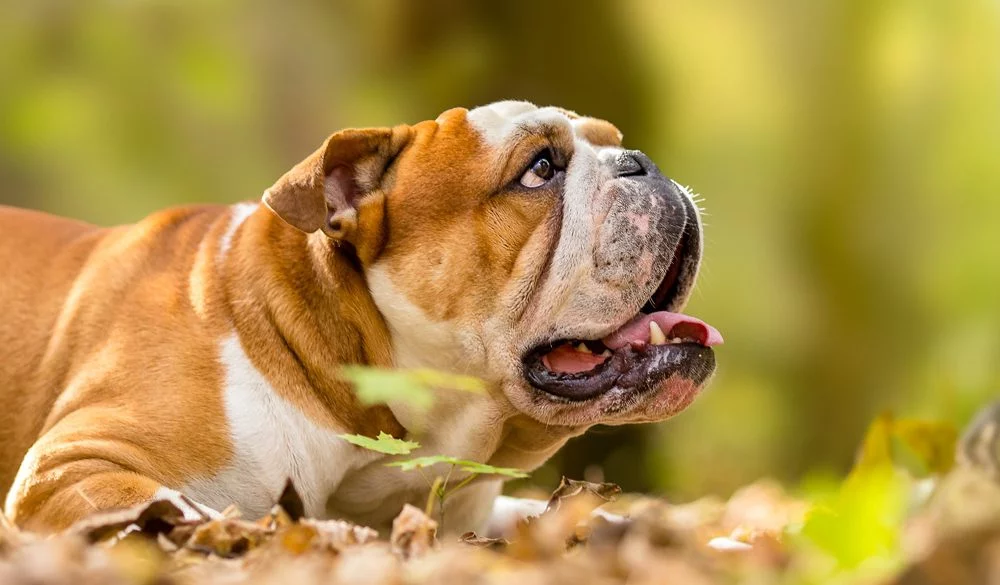 English Bulldog, Dogs, Dog Breeds, Animal Messages, Totems, spirit-animals.com, Bulldog Symbolism, Bulldog Meaning, Bulldog Totem, Bulldog Dream, Messages