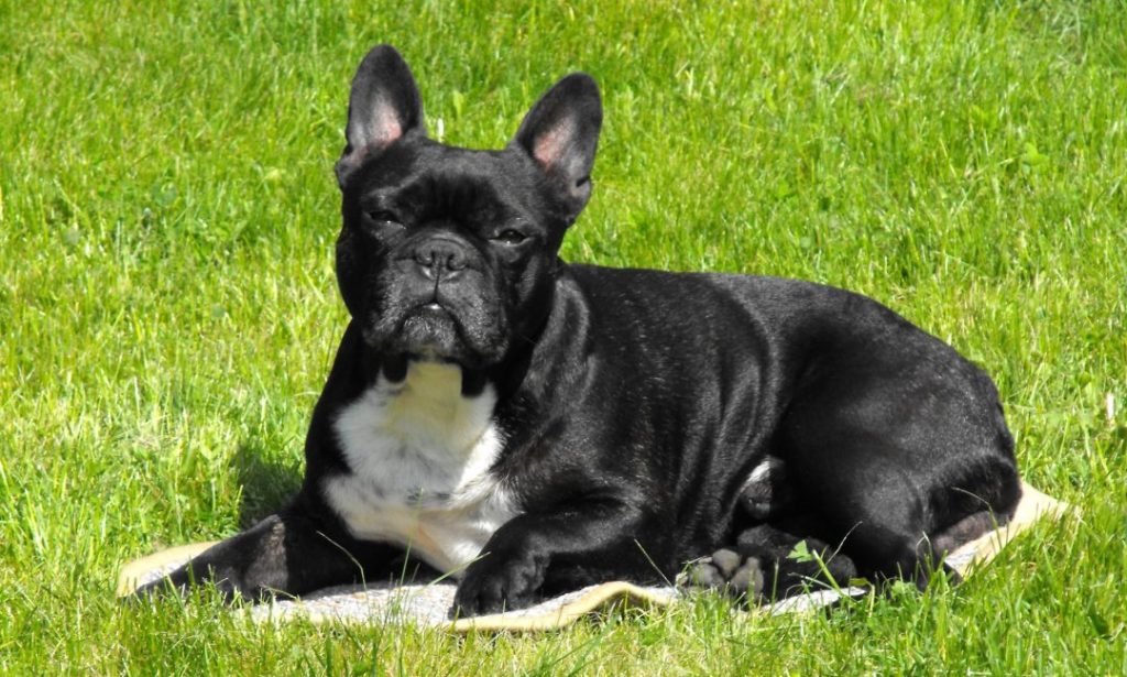 French Bulldog, Dogs, Dog Breeds, Animal Messages, Totems, spirit-animals.com, Bulldog Symbolism, Bulldog Meaning, Bulldog Totem, Bulldog Dream, Messages