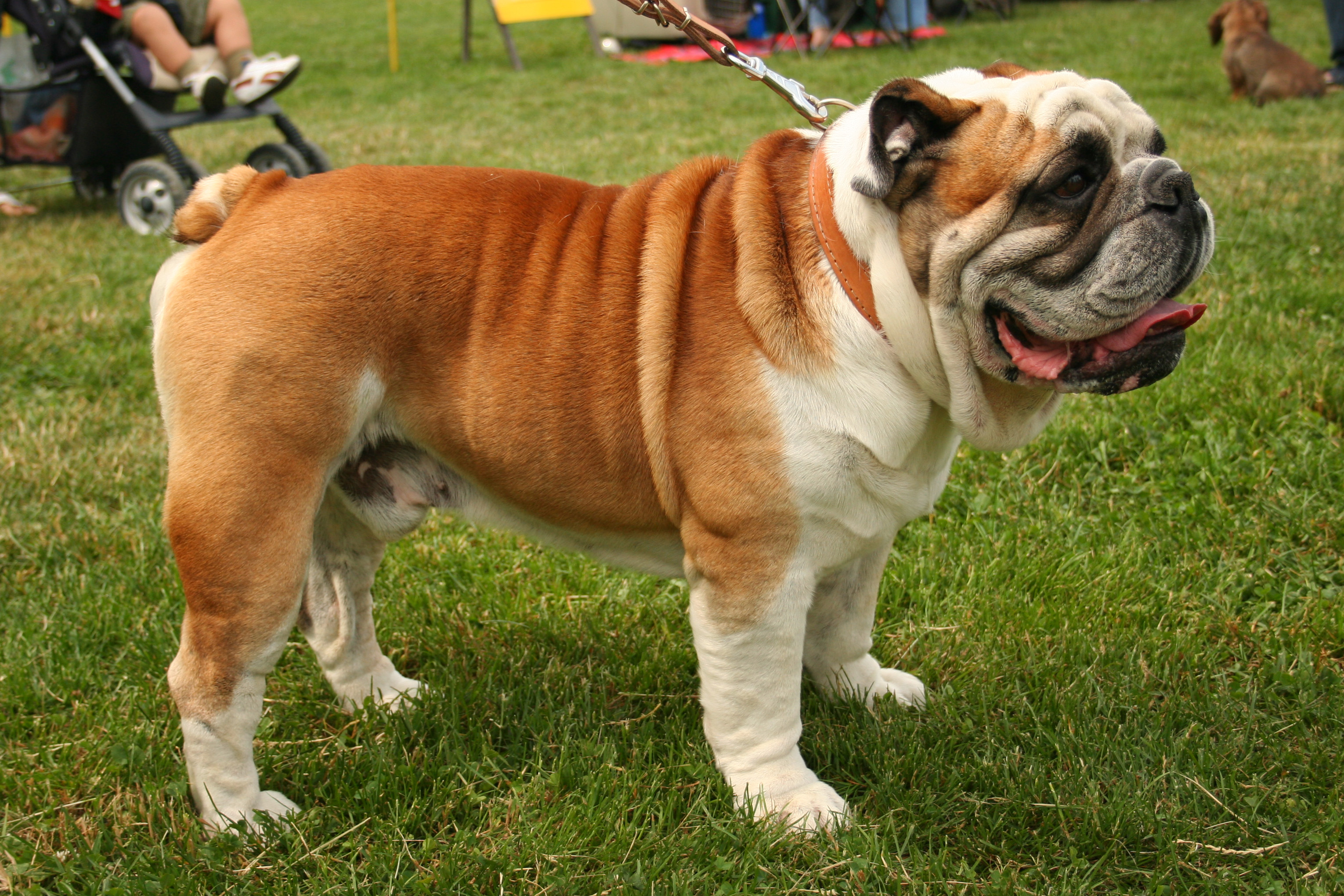 Bulldog Symbolism; A message - Spirit Animal Totems