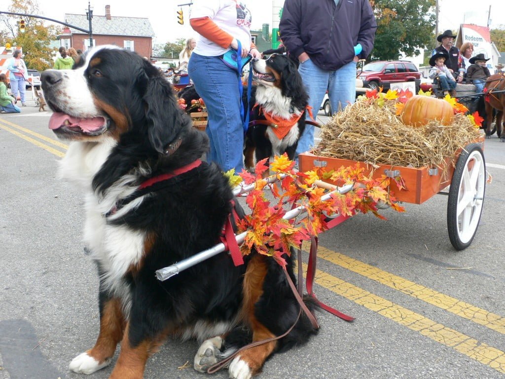 Bernese Mountain Dog, Dogs, Dog Breeds, Animal Messages, Totems, spirit-animals.com, Berner Symbolism, Berner Meaning, Berner Totem, Berner Dream