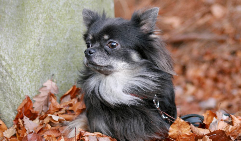 Chihuahua Symbolism, Chihuahua Meaning, Chihuahua Totem, Chihuahua Dream, Messages